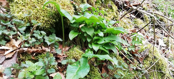 Wildspinat (Foto: D.Berberich) Wildspinat (Foto: D.Berberich)