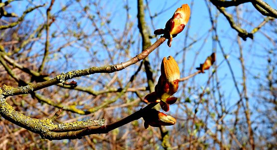Fr&uuml;hling (Foto: P.Blei)