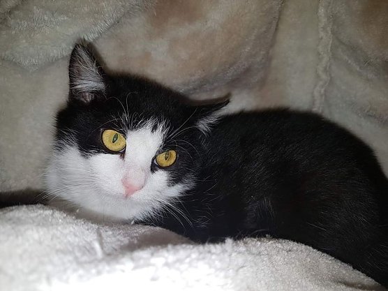 Tier der Woche: Bruce (Foto: Tierheim Nordhausen) Tier der Woche: Bruce (Foto: Tierheim Nordhausen)