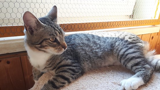 Schmusekter (Foto: Tierschutz NDH) Schmusekter (Foto: Tierschutz NDH)