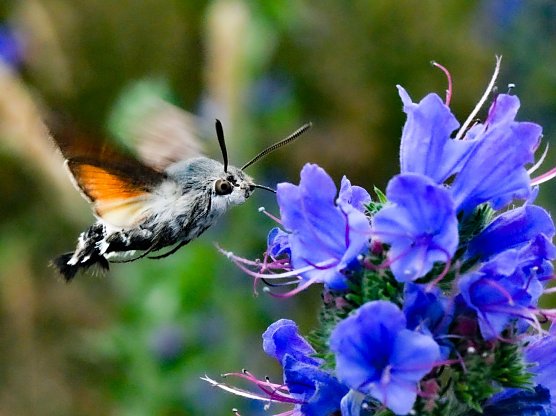 Taubenschwänzchen (Foto: Hannes Petrischak) Taubenschwänzchen (Foto: Hannes Petrischak)