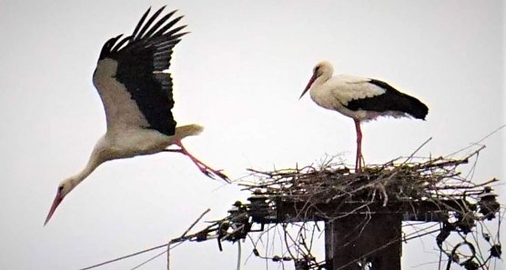 St&ouml;rche  (Foto: Klaus Peter Jahn )