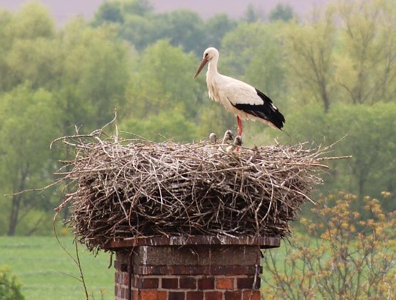 Nachwuchs in Windehausen (Foto: Nancy Hoffmann) Nachwuchs in Windehausen (Foto: Nancy Hoffmann)