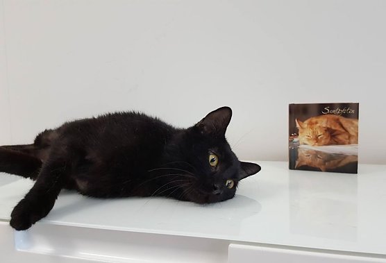 Tier der Woche: Willi (Foto: Tierheim Nordhausen) Tier der Woche: Willi (Foto: Tierheim Nordhausen)