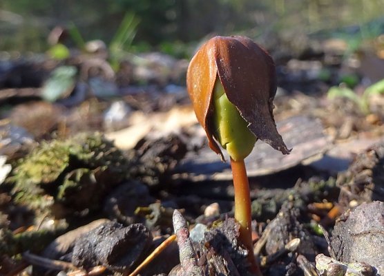 Buchenkeimling (Foto: Sabine Bauling)