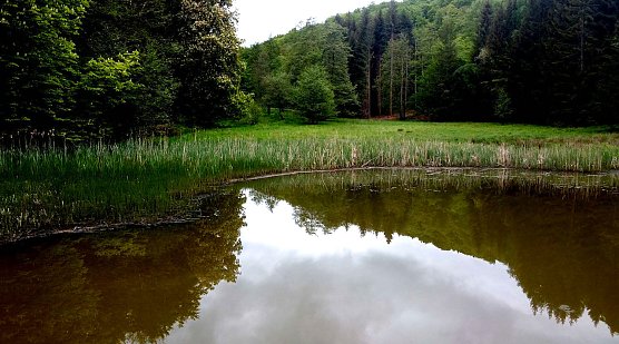 Wanderung in Neustadt (Foto: P.Blei) Wanderung in Neustadt (Foto: P.Blei)