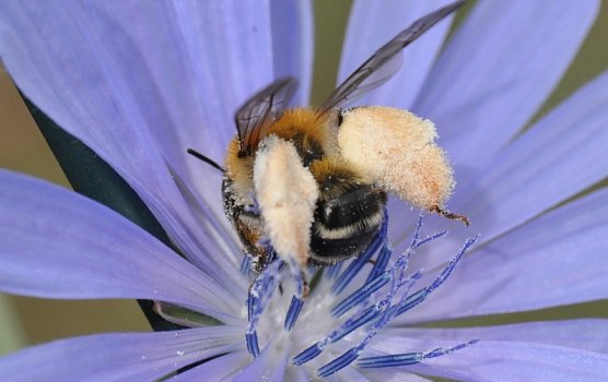Braunb&uuml;rstige Hosenbiene an einer Bl&uuml;te  (Foto: Hannes Petrischak)