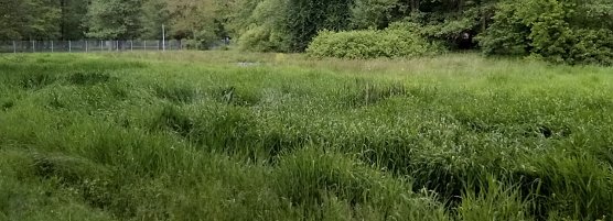 Ein ehemaliger Mitarbeiter der Stadtverwaltung hatte eine kluge Idee und lie&szlig; vor etlichen Jahren ein Feuchtbiotop f&uuml;r Amphibien anlegen. Seinen Zweck erf&uuml;llt es nicht mehr. Keine Wasserzufuhr, wenig Feuchtigkeit, keine Amphibien, daf&uuml;r Gr&uuml;n in &Uuml;berfluss. (Foto: Kurt Frank)