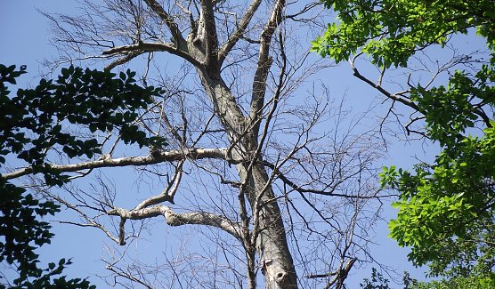 Auch diese alte abgestorbene Buche wird im Gehege bald Geschichte sein. (Foto: Kurt Frank)