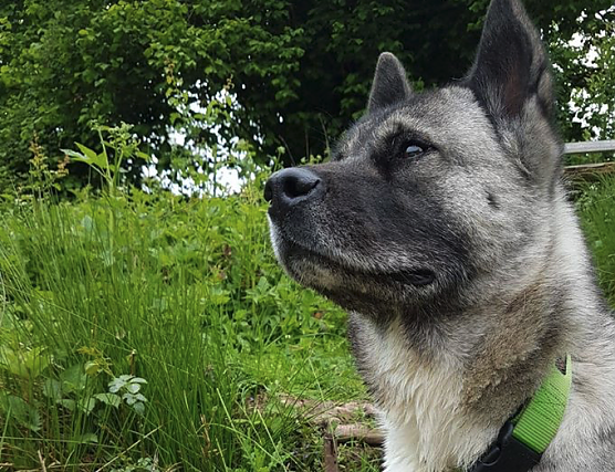 Tier der Woche: Kira (Foto: Tierheim Nordhausen)