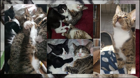  Toni, Rhodey und Pepper (Foto: Tierschutz Nordhausen)