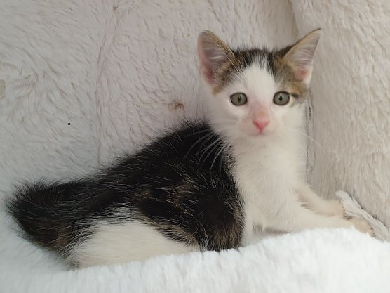 Tier der Woche: Hank (Foto: Tierheim Nordhausen)