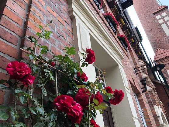 Die Echte Nordh&auml;user Traditionsbrennerei und das Europa-Rosarium laden zum ersten Rosenmarkt (Foto: Echte Nordh&auml;user Traditionsbrennerei)