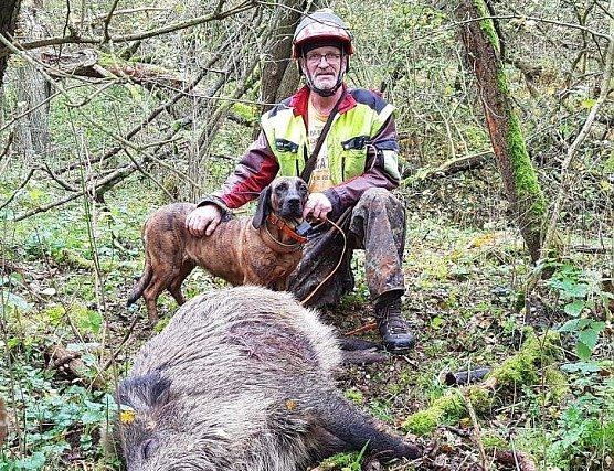 Ulrich Tischer ist Obmann f&uuml;r Hundewesen der Kreisj&auml;gerschaft. Sein spezielles Fachgebiet ist die Ausbildung von Jagd- und Schwei&szlig;hunden f&uuml;r J&auml;ger aus nah und fern. Aufgabe eines Schwei&szlig;hundes ist es, angeschossenes Wild schnell aufzusp&uuml;ren. Auf dem Bild war es ein verletzter Keiler, den Tischers H&uuml;ndin ausmachte. Ein Fangschuss besiegelte sein Schicksal, (Foto: privat)