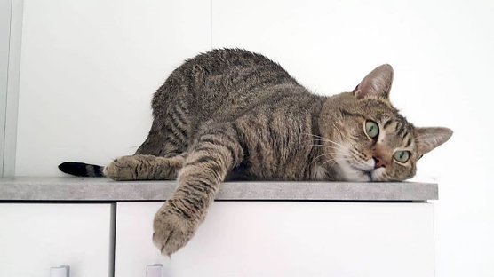 Der sch&ouml;ne Napoleon (Foto: Tierheim Nordhausen)