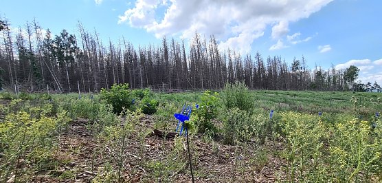 Dieser Fichtenwald am Reesberg ist gestorben, davor Wiederaufforstung mit Laubh&ouml;lzern (Foto: nnz)