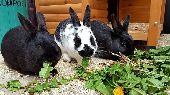 Alex, Holger und Mercedes suchen noch immer eine neue Familie. (Foto: Tierheim Nordhausen) Alex, Holger und Mercedes suchen noch immer eine neue Familie. (Foto: Tierheim Nordhausen)