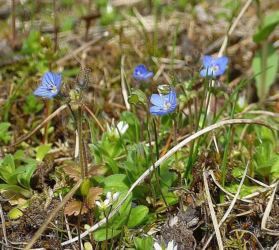           (Foto: Bodo Schwarzberg)