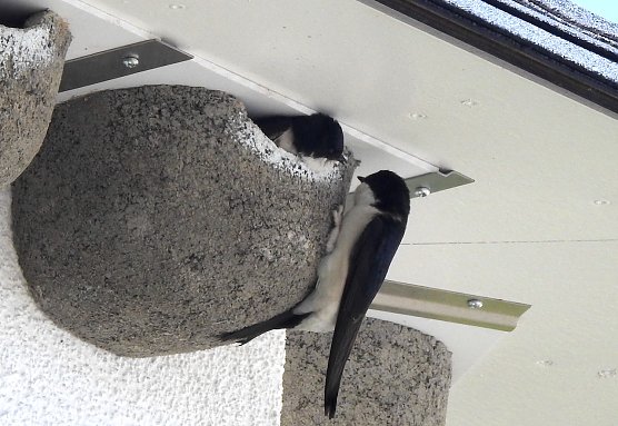 Mehlschwalben am Niedersachwerfer Herkulesmarkt (Foto: M.Wagner)