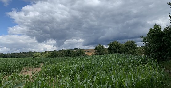 Maisfeld bei Nordhausen  (Foto: oas)
