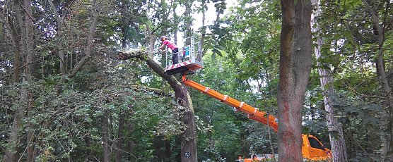 Auf dem Hubger&auml;t in luftiger H&ouml;he zerkleinert ein Mitarbeiter der Firma Baumschulen August eine Kastanie von oben nach unten, bevor sie f&auml;llt. (Foto: Kurt Frank)
