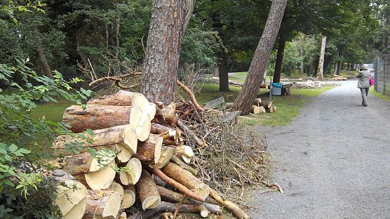 Gutes Holz f&auml;llt bei den F&auml;llarbeiten im Stadtpark an. Es� wird entlang der Wege gelagert. (Foto: Kurt Frank)