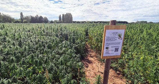 Hinweisschild an einem Hanffeld in der N&auml;he von Uthleben. (Foto: nnz)