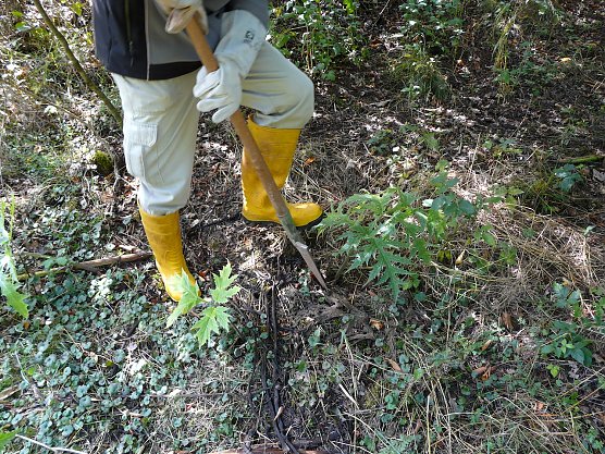 Bek&auml;mpfung durch Ausgraben (Foto: LRA NDH)