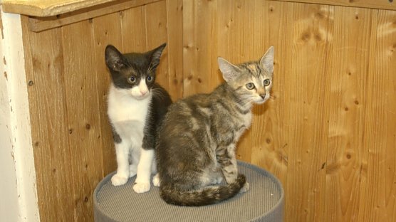 K&auml;tzchen beim Tierschutz Nordhausen (Foto: Tierschutz Nordhausen)