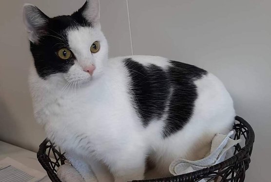 Verschmuster Tom (Foto: Tierheim Nordhausen)