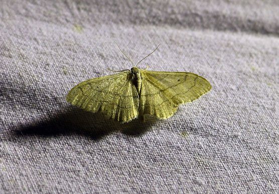 Beobachtungen im Scheinwerferlicht - Idaea aversata L. � Breitgeb&auml;nderter Staudenspanner (Foto: Silke Schulze)