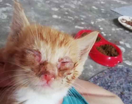 Viele der Tiere sind in einem sehr schlechten Zustand (Foto: S.M&uuml;hle)