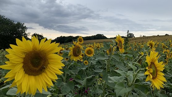 Limlingerode im August (Foto: oas) Limlingerode im August (Foto: oas)