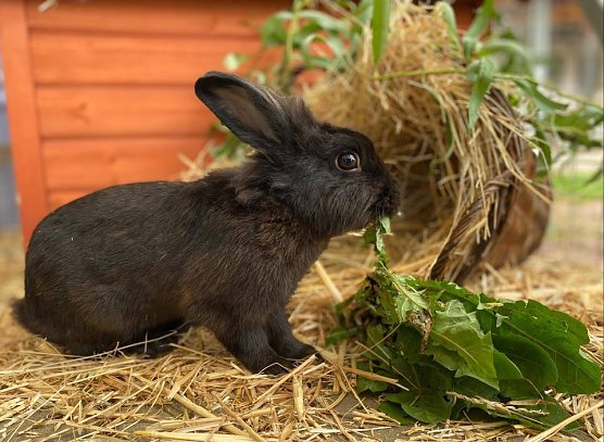Tier der Woche: Rudi (Foto: Tierheim Nordhausen)