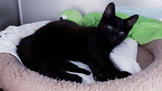 Dem kleinen Calimero wurde &uuml;bel mitgespielt (Foto: Tierheim Nordhausen)