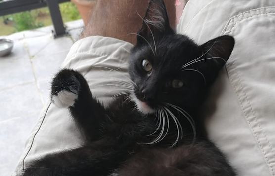 Wer hat das Mai-Kätzchen gesehen? (Foto: privat) Wer hat das Mai-Kätzchen gesehen? (Foto: privat)