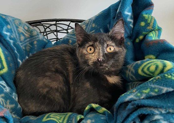 Katzendame Jane (Foto: THN) Katzendame Jane (Foto: THN)