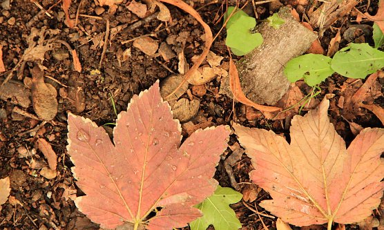 Herbstlaub (Foto: nnz-Archiv) Herbstlaub (Foto: nnz-Archiv)
