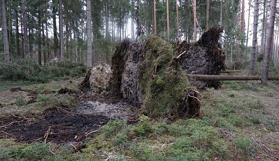 Im Wald lauern im Herbst viele Gefahren (Foto: ThüringenForst) Im Wald lauern im Herbst viele Gefahren (Foto: ThüringenForst)