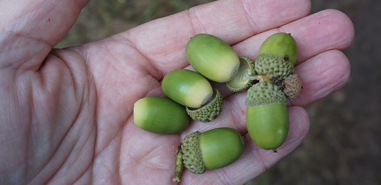 Eichensaatgut, aus dem über Jahrhunderte imposante Baumriesen erwachsen (Foto: ThüringenForst) Eichensaatgut, aus dem über Jahrhunderte imposante Baumriesen erwachsen (Foto: ThüringenForst)