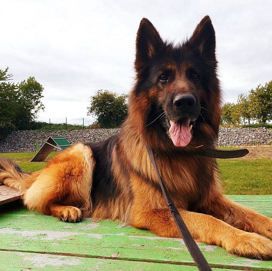 Tier der Woche: Nala (Foto: Tierheim Nordhausen)