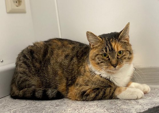 Tier der Woche: Erika (Foto: Tierheim Nordhausen)