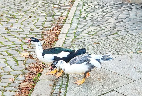 Zwei Gänse beim Alstadtbummel (Foto: Peter Blei) Zwei Gänse beim Alstadtbummel (Foto: Peter Blei)