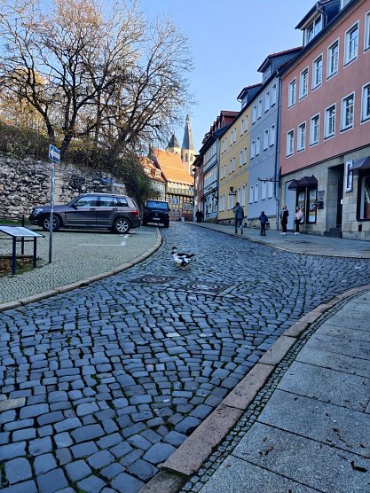 Zwei Gänse beim Alstadtbummel (Foto: Peter Blei) Zwei Gänse beim Alstadtbummel (Foto: Peter Blei)