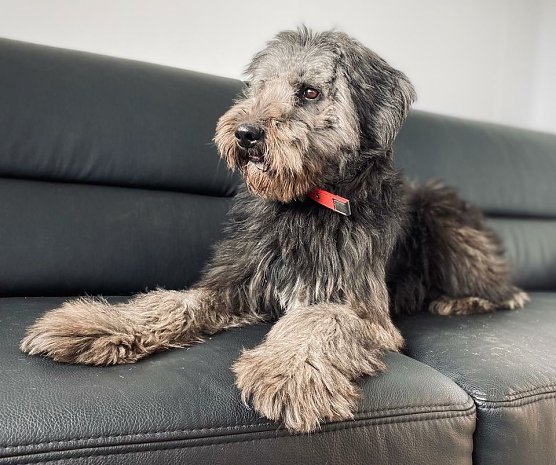 Tier der Woche: Olli (Foto: Tierheim Nordhausen)