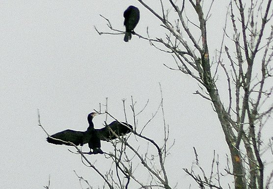 Kormorane am Stausee (Foto: U.Reinboth) Kormorane am Stausee (Foto: U.Reinboth)