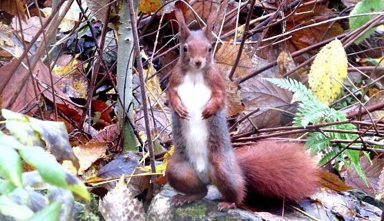 Einer der wilden Nachbarn (Foto: L.Schubert)