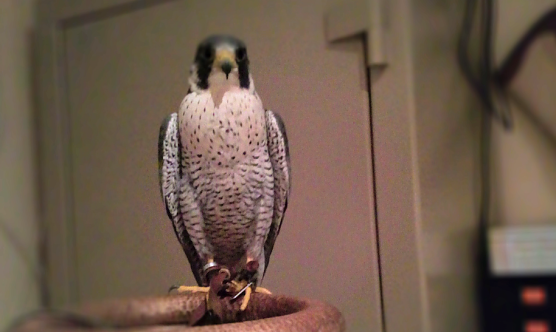 Auf und davon: wer hat Rudolf gesehen? (Foto: H.-R. Model)