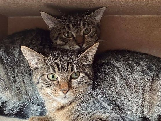 Felix und Fiedchen (Foto: THN)