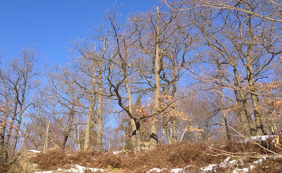 Winterlich im Harz (Foto: oas) Winterlich im Harz (Foto: oas)